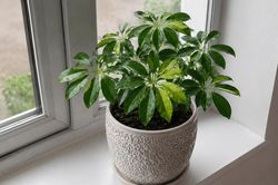 4 loại cây phù hợp đặt cạnh cửa sổ nhiều nắng