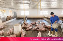 Tăng đàn lợn 'đón' thị trường cuối năm: Không được chủ quan với dịch bệnh!