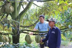 Quản lý kinh doanh trong nông nghiệp: Cắt giảm tiền kiểm, tăng cường hậu kiểm