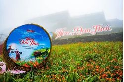 Hoa dơn thóc rực rỡ khoe sắc trên đỉnh Fansipan