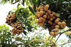 Bảo tồn nguồn gen, nâng tầm thương hiệu cho nhãn lồng Hưng Yên