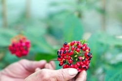 Mùa thu hoạch 'vàng đỏ' của người dân vùng núi Ngọc Linh