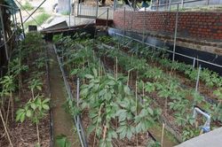 Chuyện sâm ngọc linh nhân một vụ án về sâm
