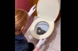 Mở nắp bồn cầu, người dân sốc nặng khi thấy thứ bên trong