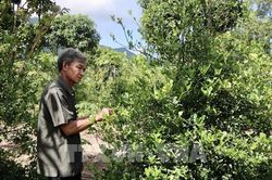 Philippines ứng dụng dữ liệu vệ tinh để minh bạch hóa phát thải mê-tan trên đồng ruộng