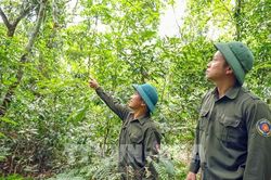 Giữ màu xanh rừng lim cổ thụ nơi biên giới