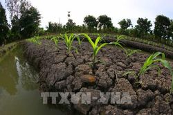 Giữa biến đổi khí hậu, người dân Cần Thơ tìm cách thích ứng