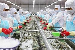 Thêm 12 doanh nghiệp thủy sản Việt Nam được cấp phép xuất khẩu sang Đài Loan