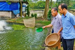 Bắc Ninh: Xây dựng chuỗi liên kết, mở đường cho xuất khẩu thủy sản