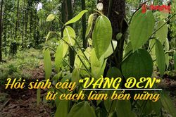 [Video] Hồi sinh cây “vàng đen” từ cách làm bền vững