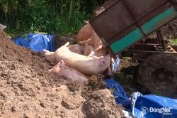 Đồng Nai tiêu hủy heo nhiễm chất cấm Salbutamol