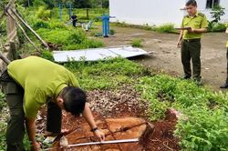 Đo đạc, kiểm kê cây xanh bị chặt hạ tại trụ sở UBND xã Hbông (cũ)