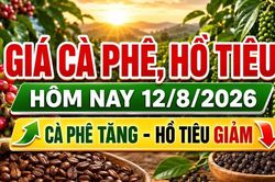 Giá cà phê, hồ tiêu hôm nay 12/8: Cà phê tăng, giá tiêu giảm