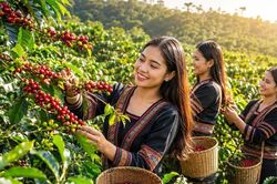 Giá cà phê 12/8/2026 tăng tới 700 đồng/kg, áp sát mốc 100.000 đồng/kg