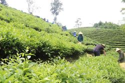 Lào Cai chấp thuận dự án chế biến 4.500 tấn chè búp tươi mỗi năm