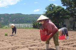 Hành tím 'thơm' vùng nắng gió Đông Nam Lâm Đồng