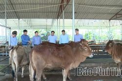 Chăn nuôi ứng dụng công nghệ cao - tăng lợi nhuận, giảm chi phí