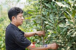 Sản xuất bền vững ở Mường Bám
