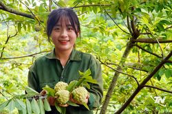 Cây na 'mở lối' làm giàu trên đất đồi
