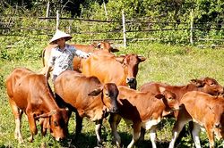 Người phụ nữ Sán Dìu làm giàu từ chăn nuôi bò