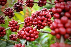 Gi&aacute; c&agrave; ph&ecirc; h&ocirc;m nay 12/8: Xuất khẩu c&agrave; ph&ecirc; Brazil tăng mạnh, Robusta bứt ph&aacute;