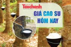 Ngày 12/8: Giá cao su trên các sàn giao dịch chủ chốt châu Á tiếp đà tăng