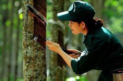 Thị trường các-bon mở thêm cơ hội cho cao su Việt