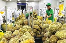 Mở rộng thị trường, nâng chuẩn để sầu riêng Việt tăng giá trị xuất khẩu