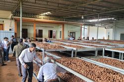 Đắk Lắk dành 1,6 tỷ đồng hỗ trợ đổi mới công nghệ chế biến nông sản