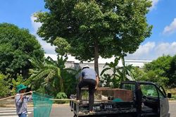 Xử lý nghiêm việc thả rông chó, nhằm ngăn hiểm họa ở khu dân cư