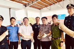Phát hiện gần 1,2 tấn ngà voi và xương động vật tại cảng Quy Nhơn
