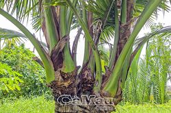 Lạ mắt cây dừa 1 thân, 4 đọt