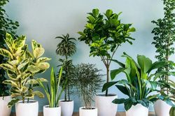 Đặt cây trong nhà để chiêu tài: 3 vị trí đại kỵ nhiều người vô tình mắc phải, cây dễ héo úa, phản tác dụng