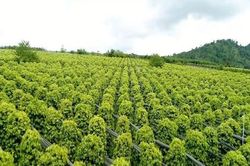 Gia Lai chấn chỉnh tình trạng mua bán, gian lận mã số vùng trồng