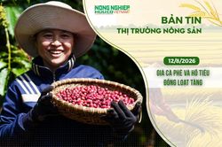 Thị trường nông sản 12/8/2026: Giá cà phê và hồ tiêu đồng loạt tăng