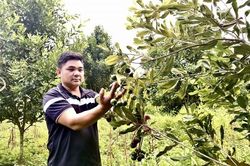 Mác ca mở hướng phát triển kinh tế nông nghiệp hiệu quả, bền vững