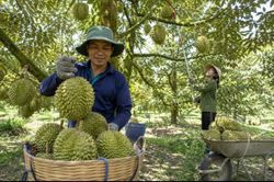 Đồng Tháp siết quản lý mã số vùng trồng, cơ sở đóng gói