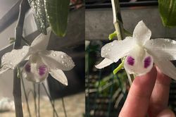 Lan đột biến vẫn còn, nhưng giấc mộng làm giàu tiền tỷ đã tan