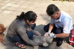Siết quản lý chó thả rông, không đeo rọ mõm, người dân cần lưu ý gì?