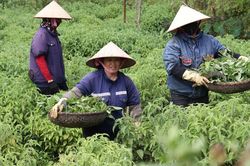 Làng cổ Sinh Dược: Giữ nghề thuốc Nam, phát triển OCOP bền vững