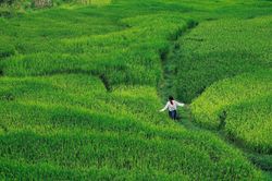 Cảnh đồng lúa xanh bất tận ở 'ngôi làng đẹp nhất châu Á' tại Việt Nam