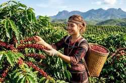 Giá cà phê hôm nay 13.8 giảm 400–500 đồng/kg tại Tây Nguyên
