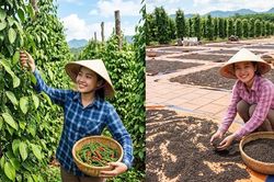 Giá hồ tiêu hôm nay 13.8.2026: Cao nhất 139.000 đồng/kg