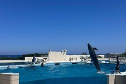 Vũ điệu cá heo giữa biển trời Okinawa - Nhật Bản