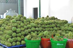 Tin vui với sầu riêng
