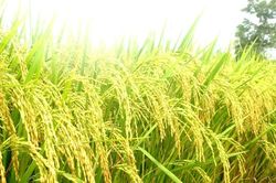 Giá bồi thường cây trồng, vật nuôi ở đặc khu Côn Đảo gấp 1,8 lần giá chuẩn