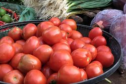Nghiên cứu mới phát hiện ăn cà chua có thể mang lại lợi ích bất ngờ cho gan