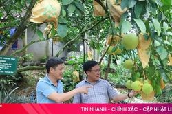 Giữ nguồn gen bưởi Phúc Trạch từ cây đầu dòng