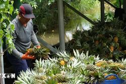 Chuyển đổi số đưa nông nghiệp Đồng Tháp vào kỷ nguyên hiện đại