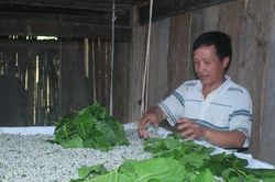 Định hướng phát triển dâu tằm tơ thành ngành kinh tế chủ lực